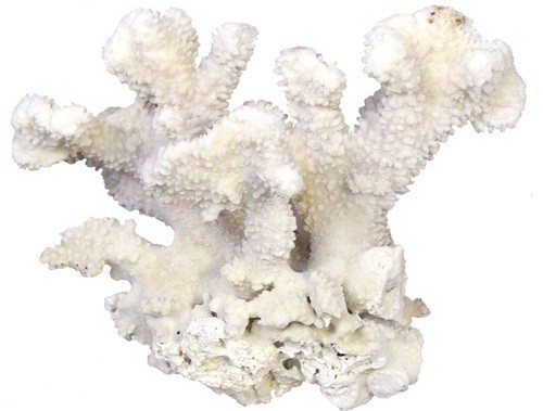 Coral Calcium — Коралловый Кальций - 2