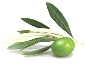 Olive Leaf — Листья Оливы - 2