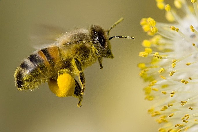 Bee Pollen — Пчелиная Пыльца - 2
