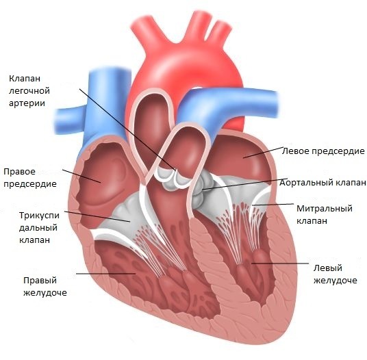 Набор «Здоровое сердце» - 1