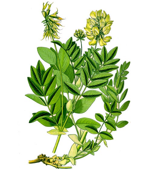 Astragalus — Астрагал - 1